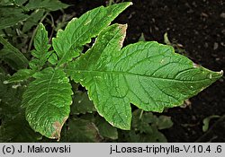 Nasa triphylla