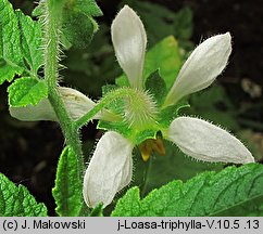 Nasa triphylla