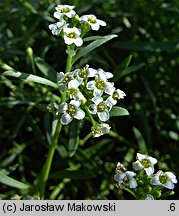 Lobularia maritima (lobularia nadmorska)