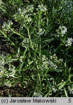 Lobularia maritima (lobularia nadmorska)