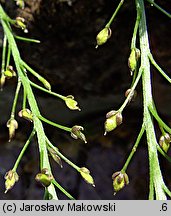 Lobularia maritima (lobularia nadmorska)