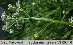 Lobularia maritima (lobularia nadmorska)