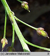 Lobularia maritima (lobularia nadmorska)