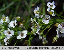 Lobularia maritima (lobularia nadmorska)