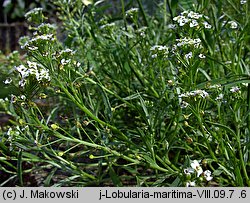 Lobularia maritima (lobularia nadmorska)