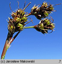 Luzula campestris (kosmatka polna)