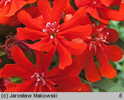 Lychnis chalcedonica (firletka chalcedońska)