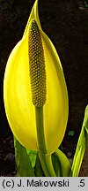 Lysichiton americanus (tulejnik amerykański)