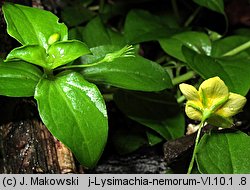 Lysimachia nemorum