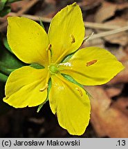 Lysimachia nemorum