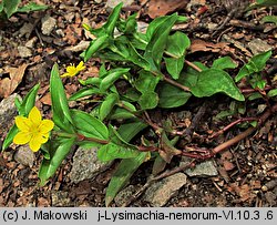 Lysimachia nemorum