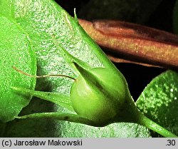 Lysimachia nemorum