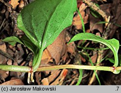 Lysimachia nemorum