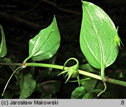 Lysimachia nemorum