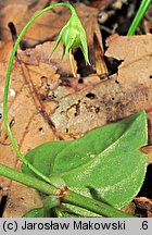 Lysimachia nemorum