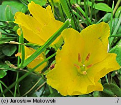 Lysimachia nummularia (tojeść rozesłana)