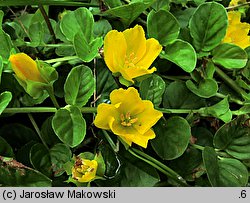 Lysimachia nummularia (tojeść rozesłana)