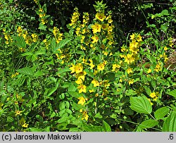 Lysimachia punctata (tojeść kropkowana)