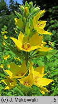 Lysimachia punctata (tojeść kropkowana)