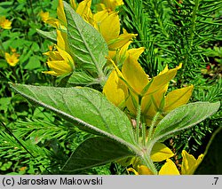 Lysimachia punctata (tojeść kropkowana)