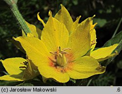 Lysimachia punctata (tojeść kropkowana)