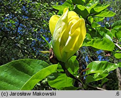 Magnolia acuminata (magnolia drzewiasta)