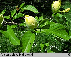 Magnolia acuminata (magnolia drzewiasta)