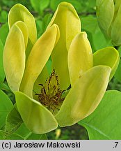 Magnolia acuminata (magnolia drzewiasta)