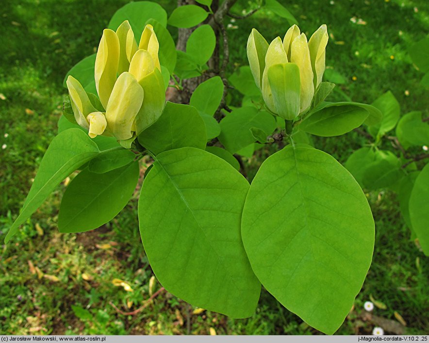 Magnolia acuminata (magnolia drzewiasta)