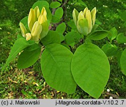 Magnolia acuminata (magnolia drzewiasta)