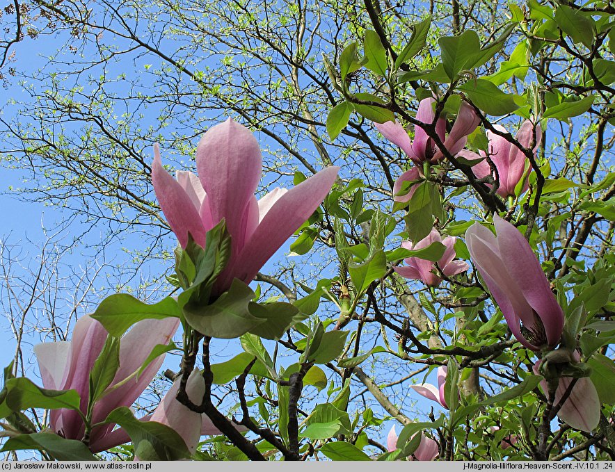 Magnolia Heaven Scent