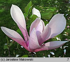 Magnolia Heaven Scent