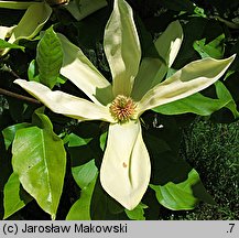 Magnolia ×brooklynensis Hattie Carthan