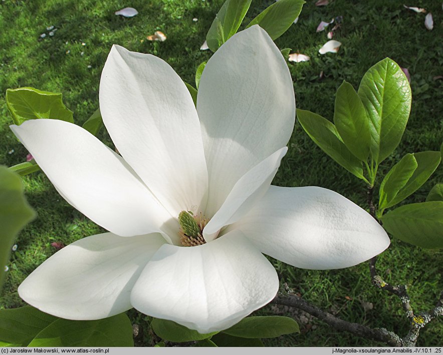 Magnolia ×soulangiana Amabillis