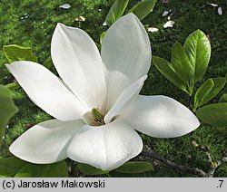 Magnolia ×soulangiana Amabillis