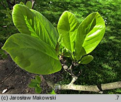 Magnolia ×soulangiana Amabillis