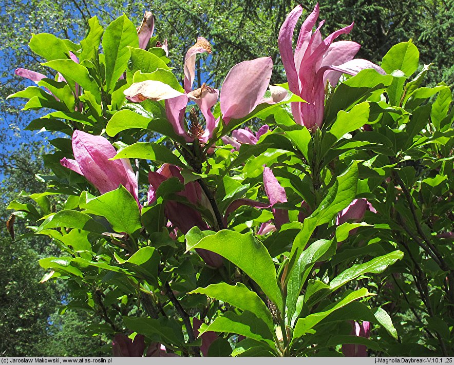 Magnolia Daybreak