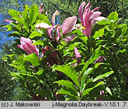 Magnolia Daybreak