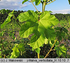 Malva verticillata (ślaz okółkowy)