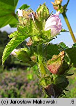 Malva verticillata (ślaz okółkowy)