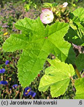 Malva verticillata (ślaz okółkowy)