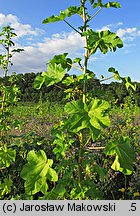 Malva verticillata (ślaz okółkowy)