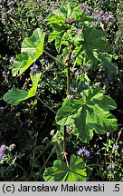 Malva verticillata (ślaz okółkowy)