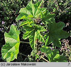 Malva verticillata (ślaz okółkowy)