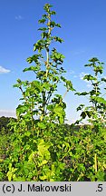 Malva verticillata (ślaz okółkowy)