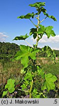 Malva verticillata (ślaz okółkowy)