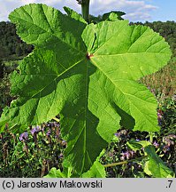 Malva verticillata (ślaz okółkowy)