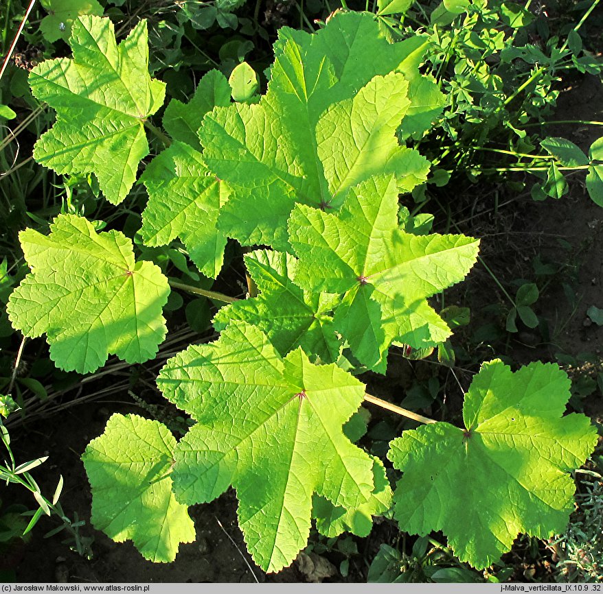 Malva verticillata (ślaz okółkowy)