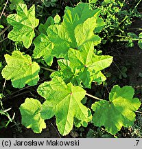 Malva verticillata (ślaz okółkowy)