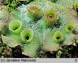 Marchantia polymorpha ssp. ruderalis (porostnica wielokształtna)